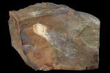 Paleocene Winged Maple Seed (Acer) Fossil - North Dakota #145331-1